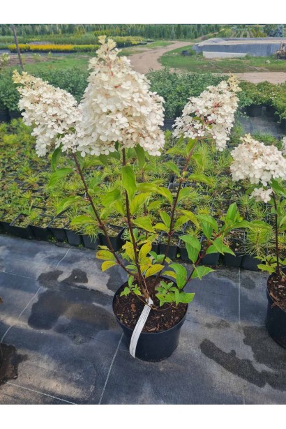 Гортензія Сандей Фрейз - 5л/вис.50-60см/Ø40-50см